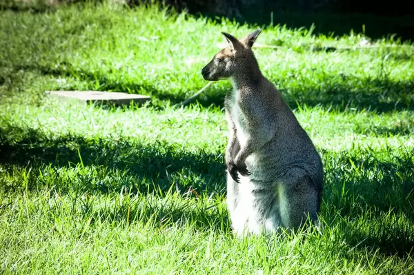 Wallaby im Zoo