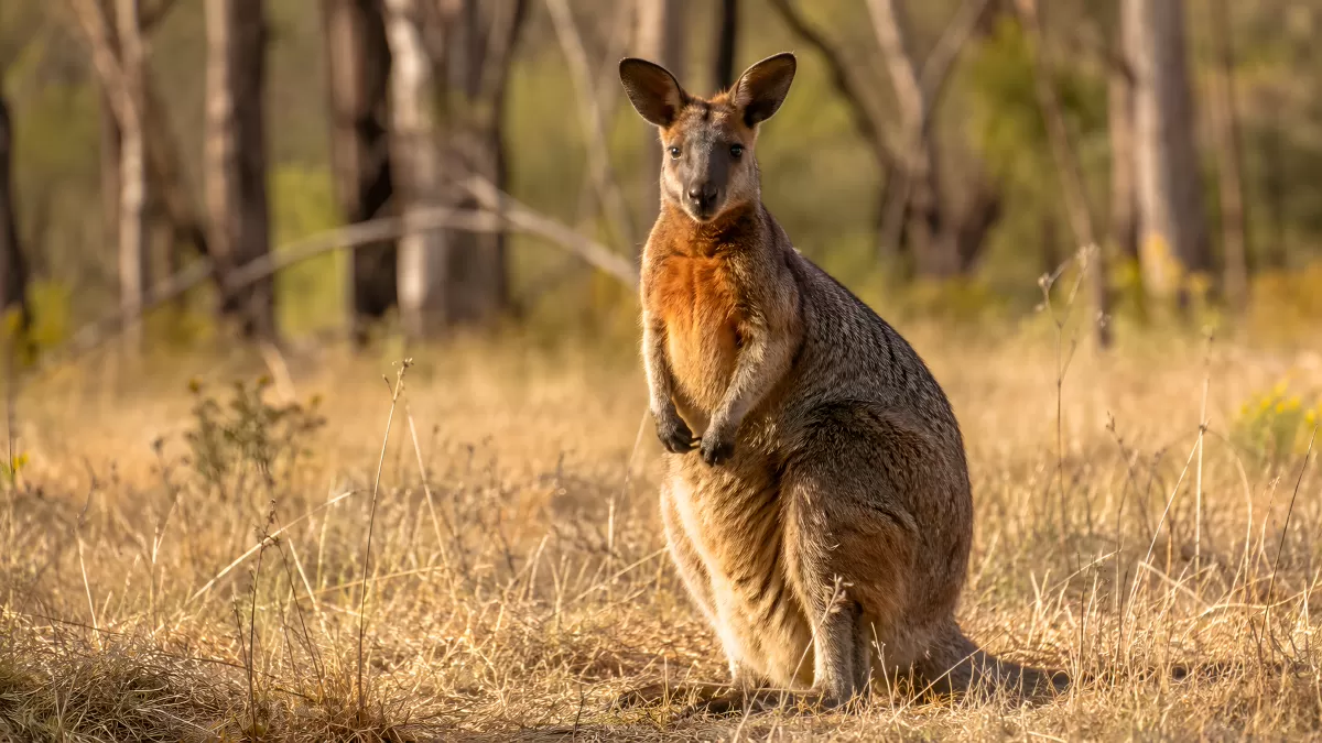 Wallaby in australischer Savanne blickt in die Kamera