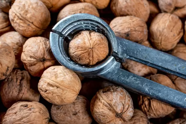 Walnut in nut cracker