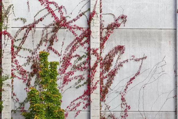 Wandbegrünung mit Kletterpflanzen in der Stadt