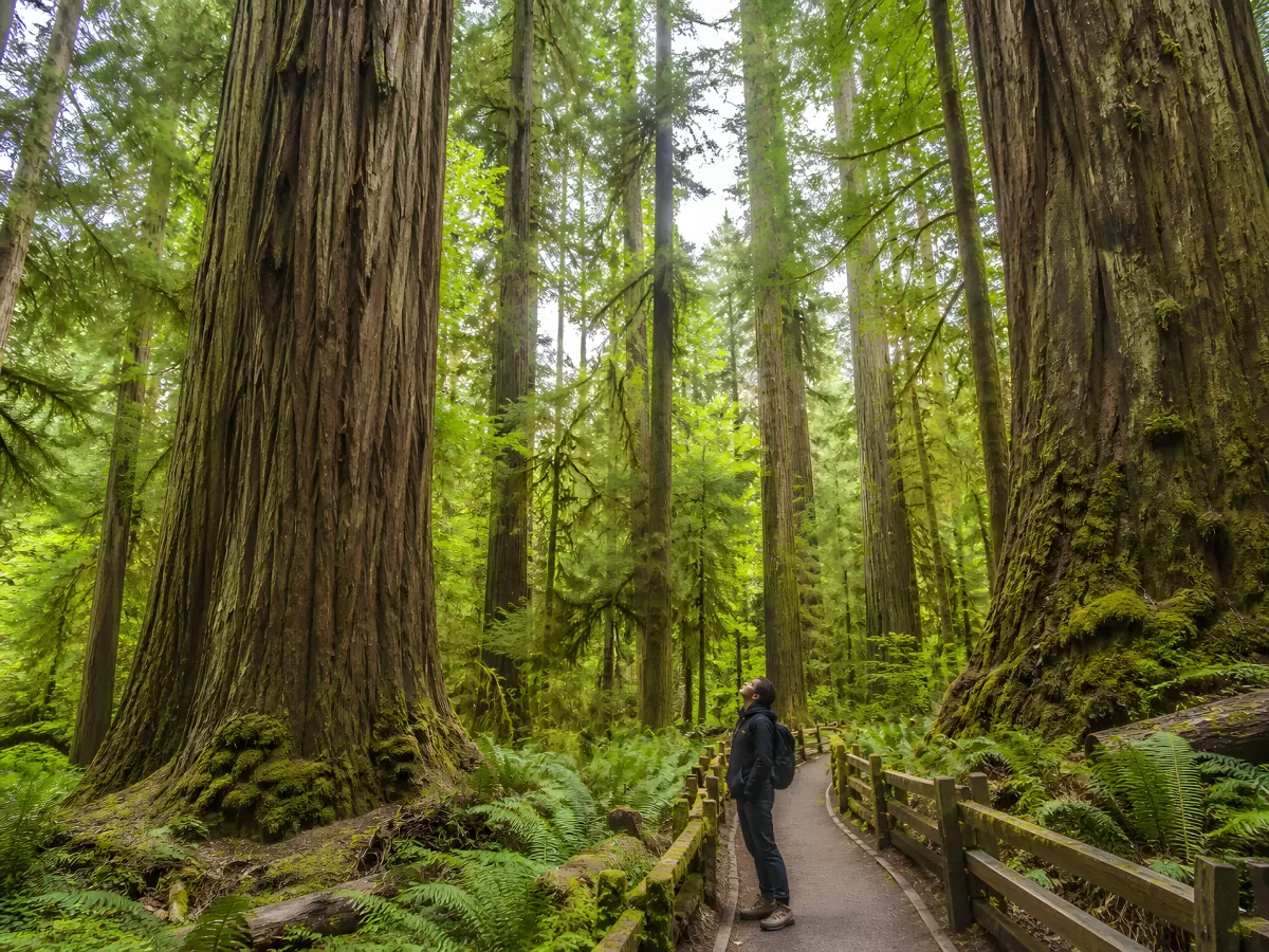 Wanderer blickt staunend in riesigen Redwood-Wald