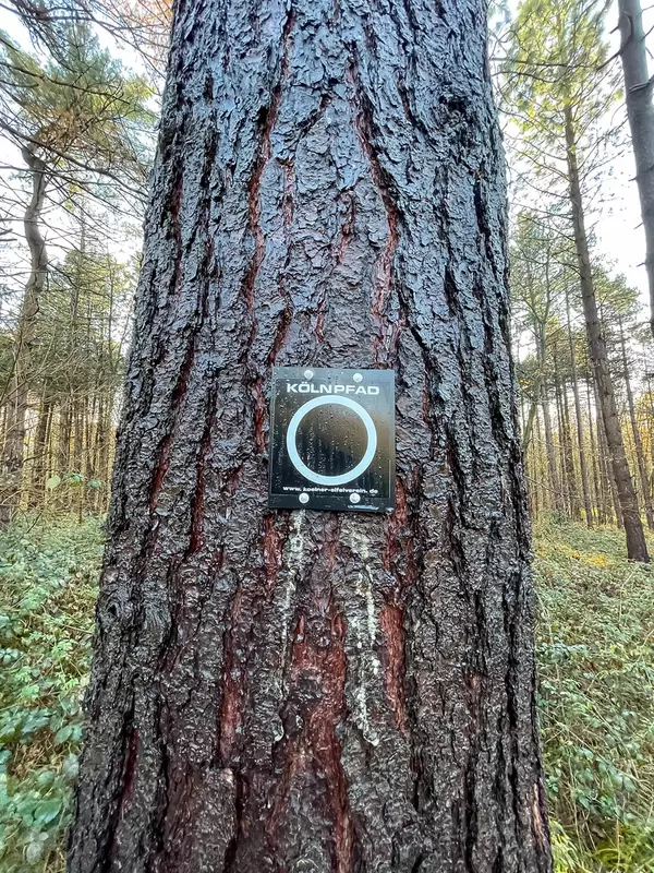 Wandern in und um Köln: Schild "Kölnpfad" vom Kölner Eifelverein auf Baumstamm in Friedenwald
