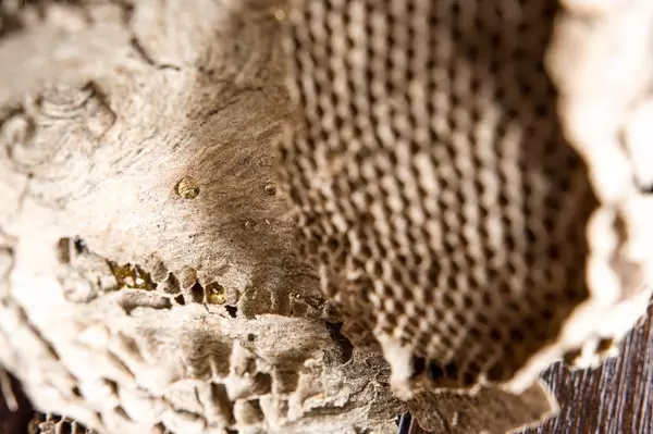 Wapen eines Wespennests