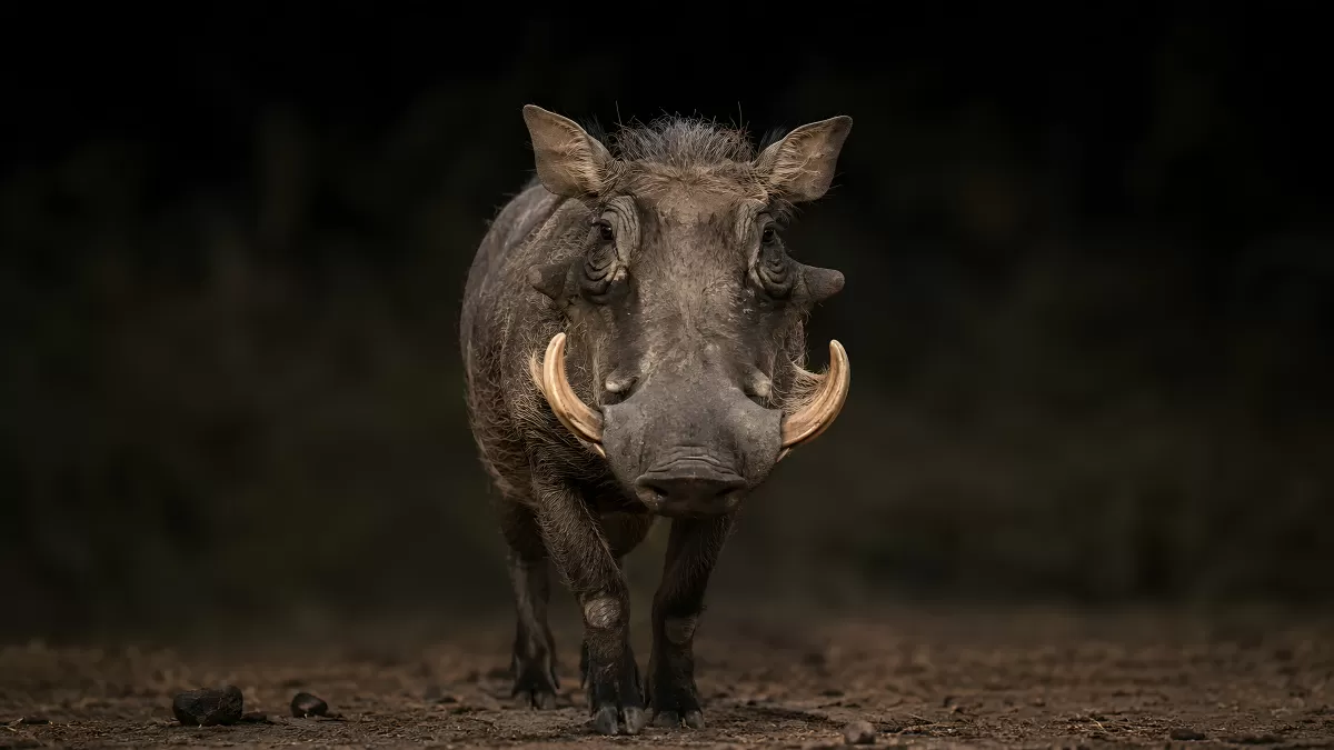 Warzenschwein mit Hauern frontal im Porträt