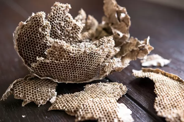 Wasp nest