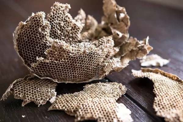 Wasps nest destroyed on a wooden table