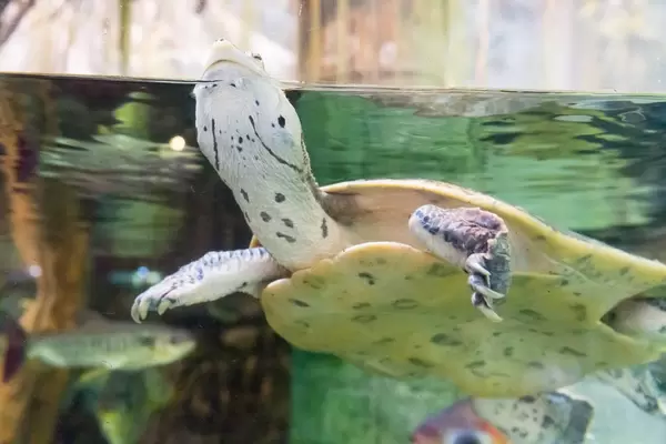 Wasserschildkröte im Shedd Aquarium