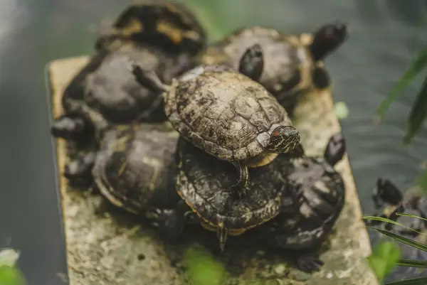 Wasserschildkröten auf einem Felsen