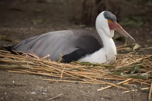 Wasservogel im Zoo Ueno, Tokyo