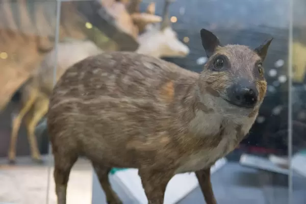 Water chevrotain / Afrikanisches Hirschferkel