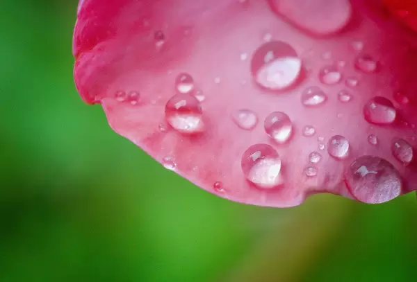 Water drops on flower leaf
