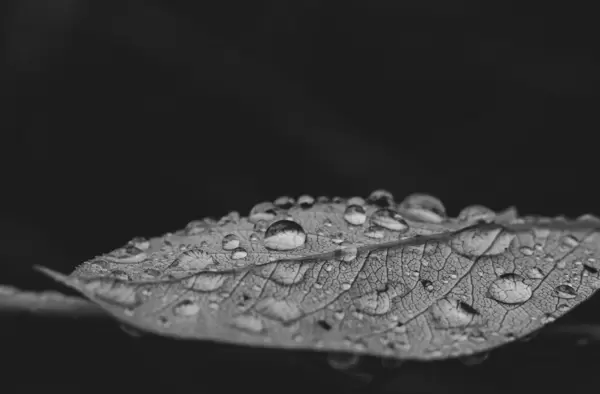 Water drops on leaf