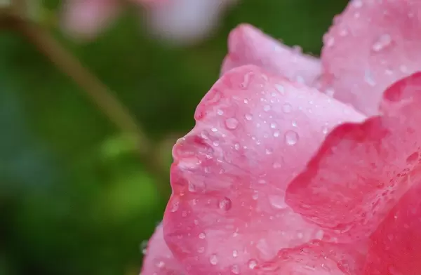Water drops on purple flower