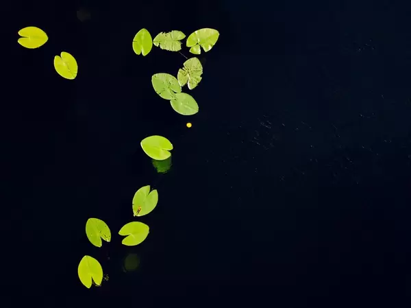 Water lilies from above / Seerosen von oben