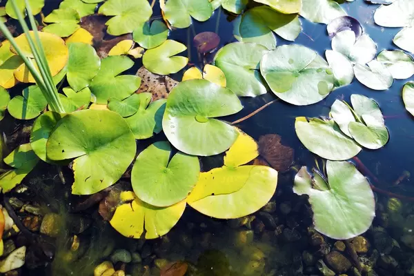 Water lilies in October, autumn colors (Flip 2019)
