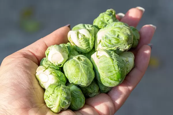 Weibliche Hand hält frische Rosenkohle
