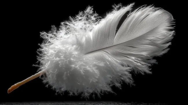 Weiche, feingliedrige Feder auf schwarzem Hintergrund