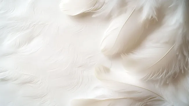 Weiche, zarte Federn in reinem Weiß
