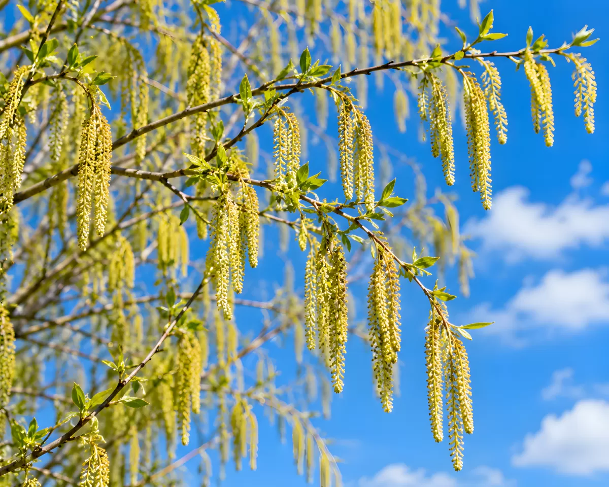 Weidenkätzchen im Frühling vor blauem Himmel