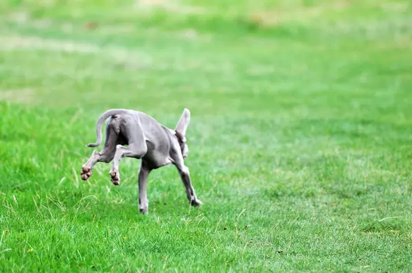 Weimaraner Welpen