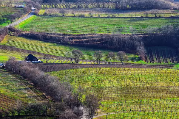Weinberge bei Wien in der Luftaufnahme