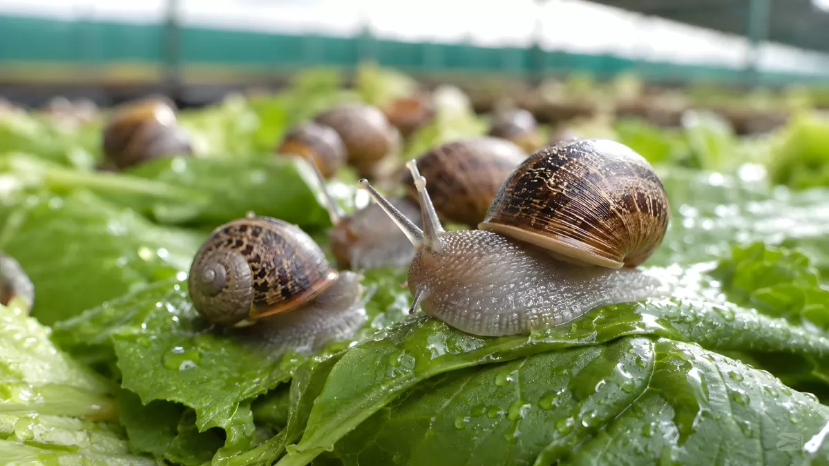 Weinbergschnecken kriechen über frische Salatblätter
