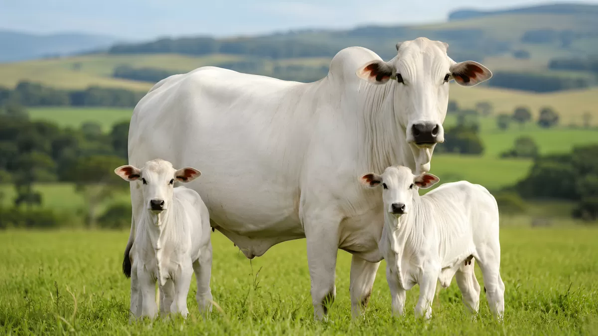 Weiße Brahman-Kuh mit zwei Kälbern auf Weide