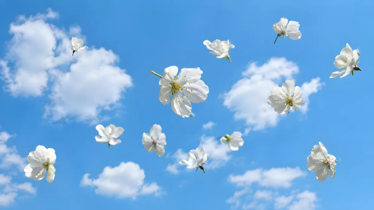 Weiße Kirschblüten schweben vor blauem Frühlingshimmel