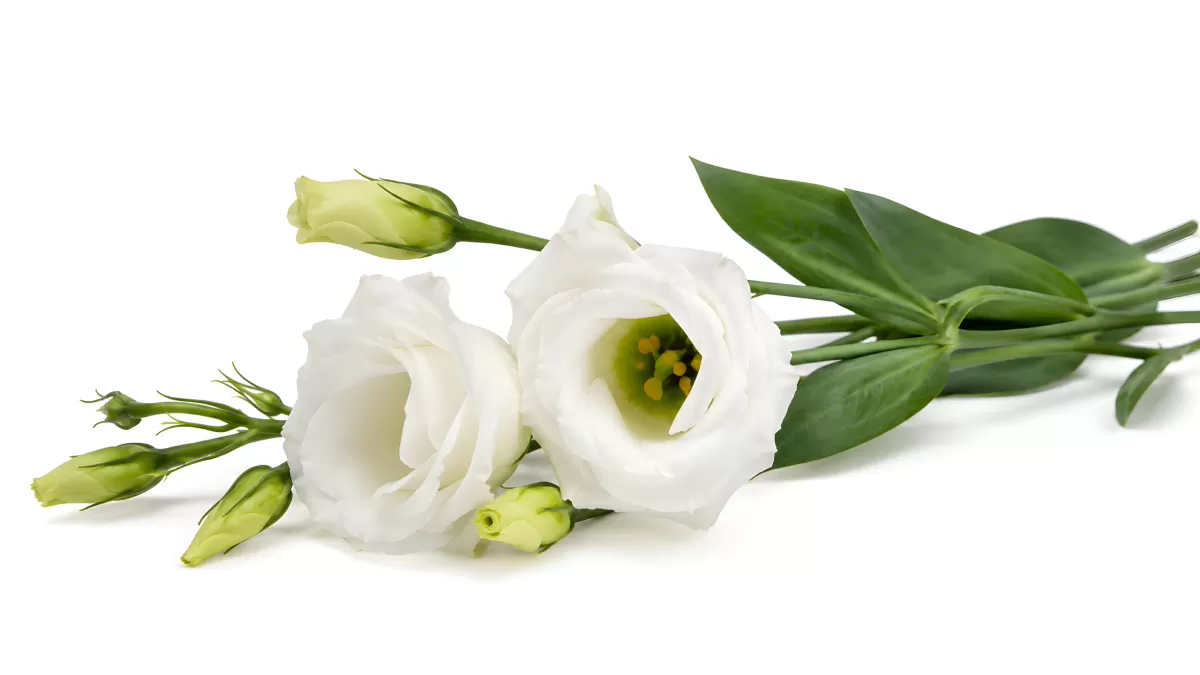 Weiße Lisianthus-Blüten mit Knospen auf hellem Grund