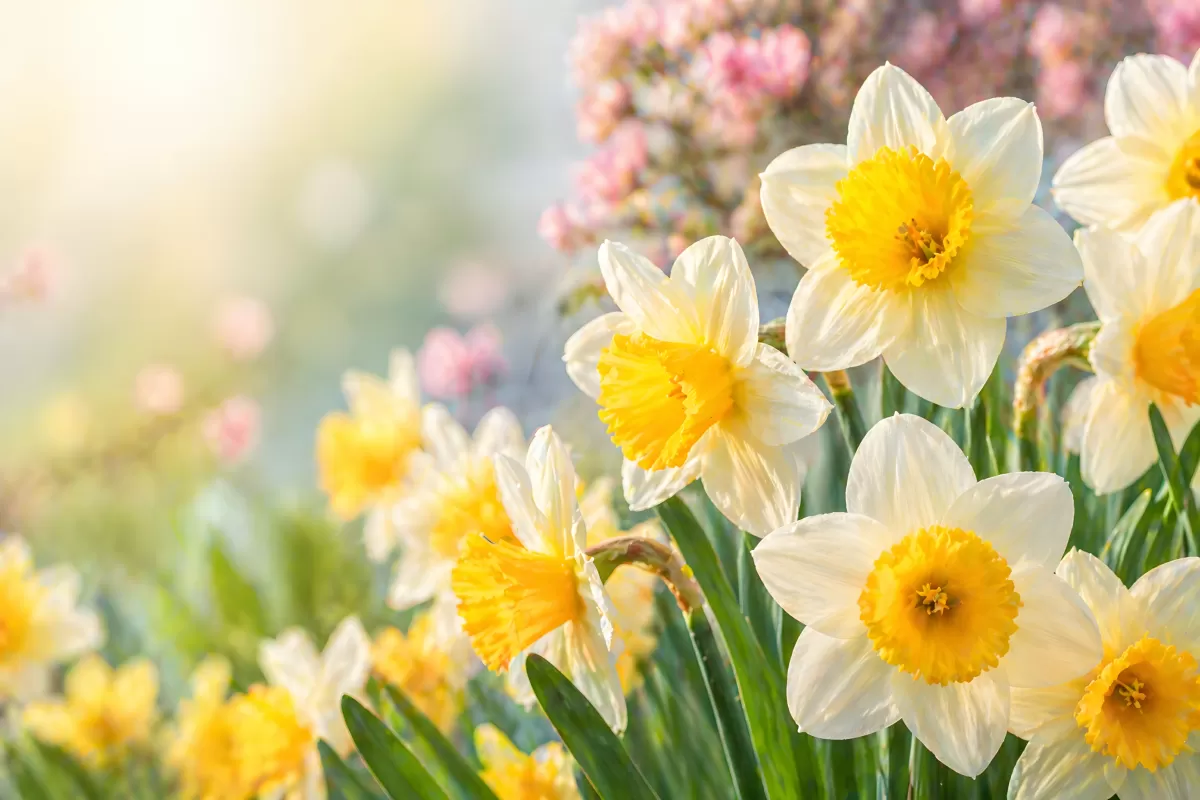Weiße Narzissen mit gelben Kelchen im Frühlingsgarten