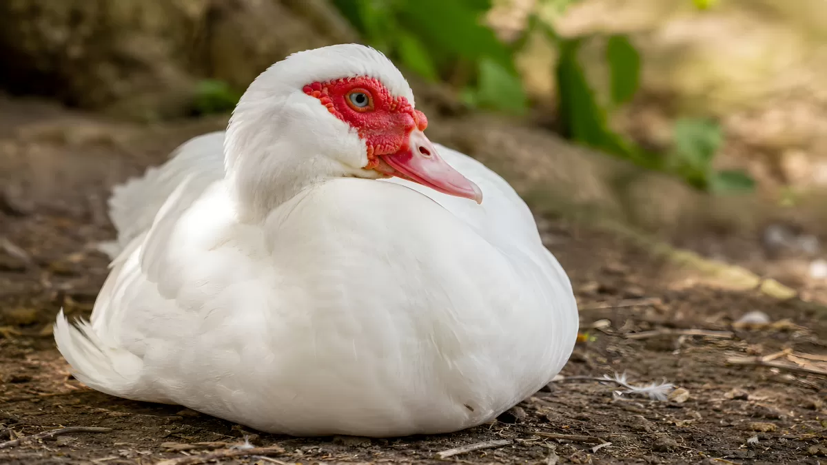 Weiße Warzenente ruht entspannt auf dem Boden