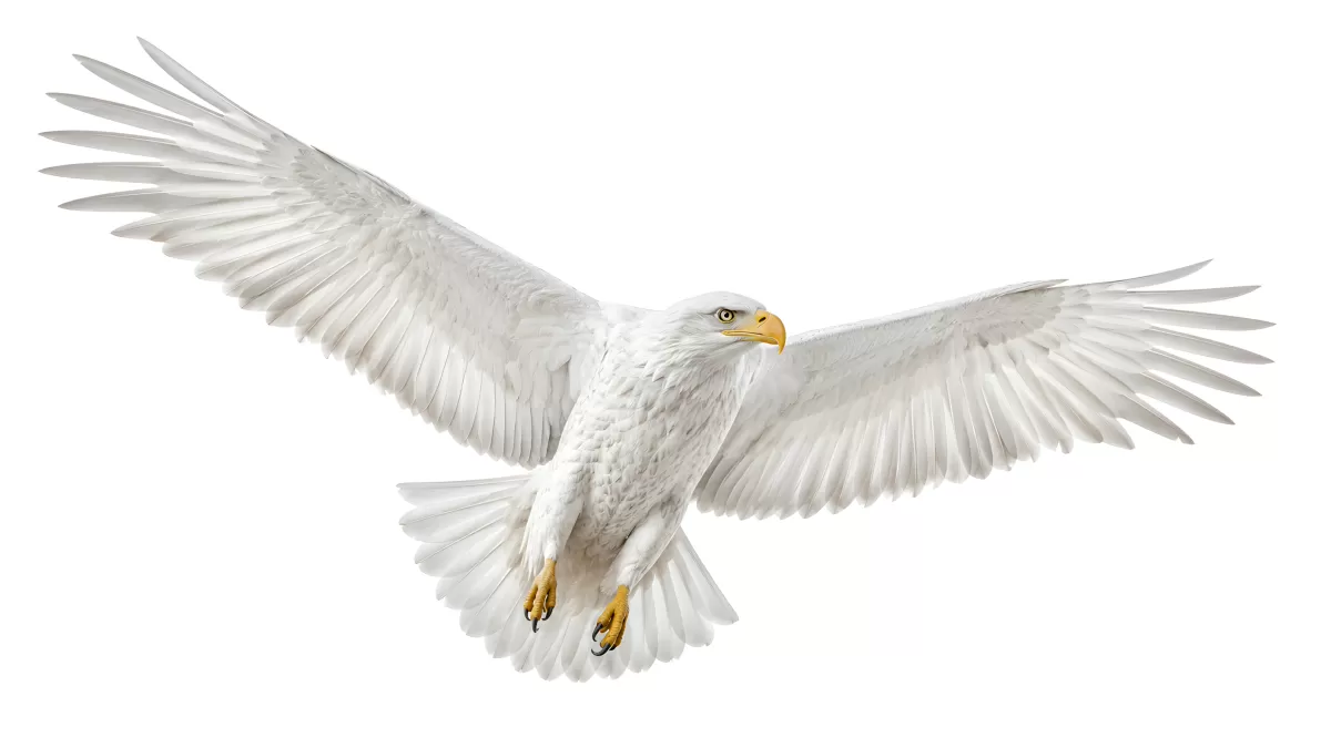 Weißer Adler im Flug mit ausgebreiteten Schwingen