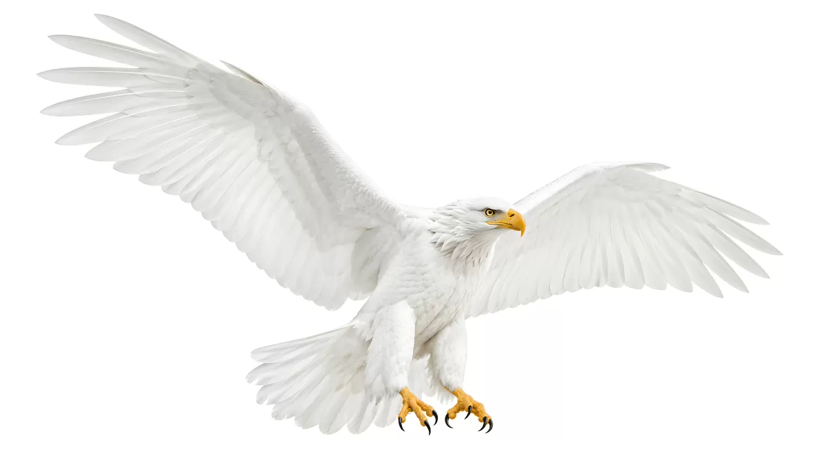 Weißer Adler mit ausgebreiteten Schwingen im Flug