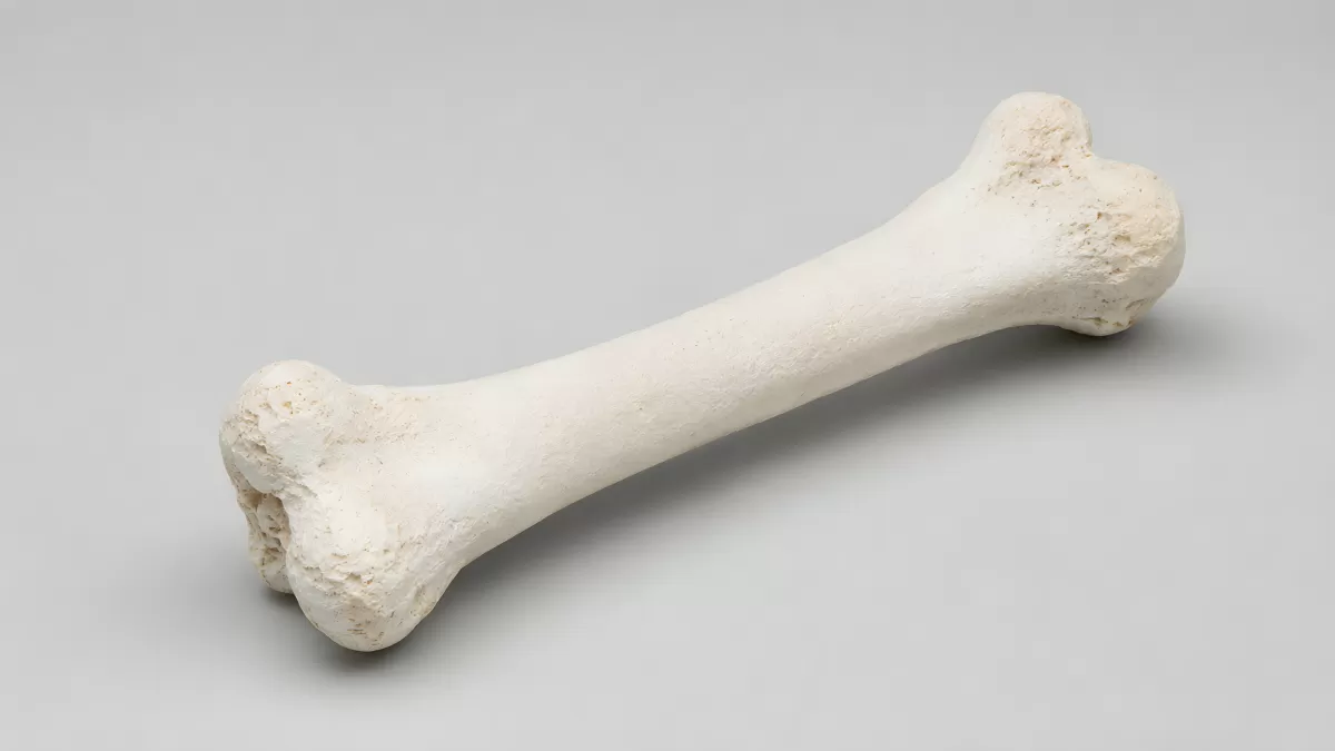 Weißer Knochen auf grauem Hintergrund isoliert