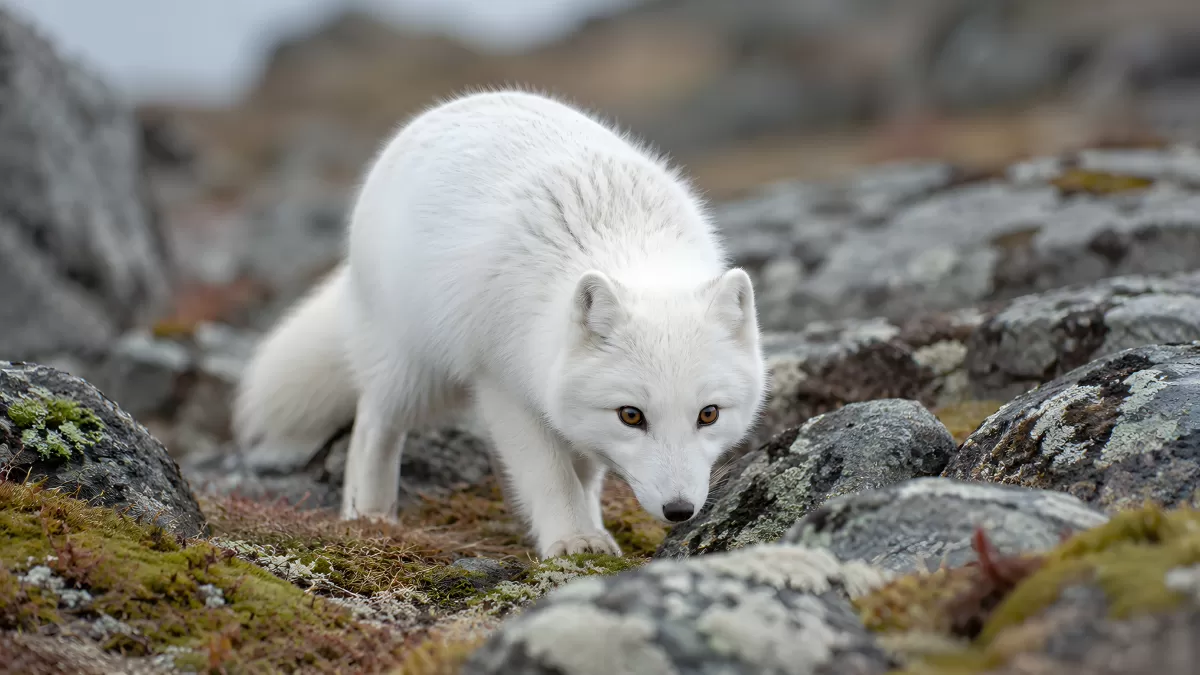 Weißer Polarfuchs durchstreift felsige Tundra