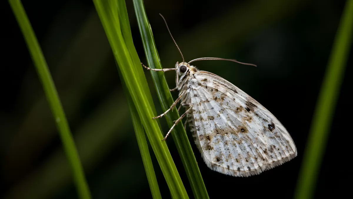 Weißer Spanner-Schmetterling auf grünem Grashalm