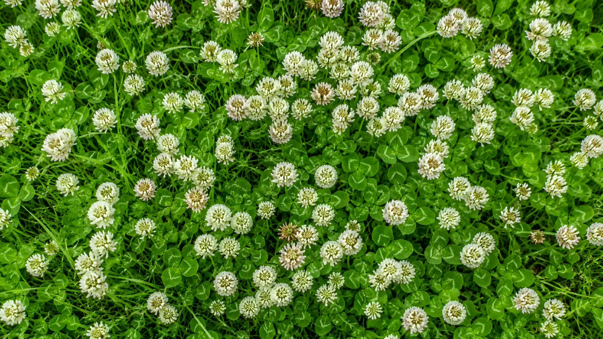 Weißklee in voller Blüte aus der Vogelperspektive