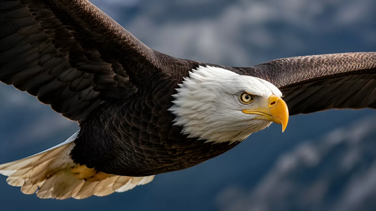 Weißkopfseeadler im Flug vor Bergkulisse