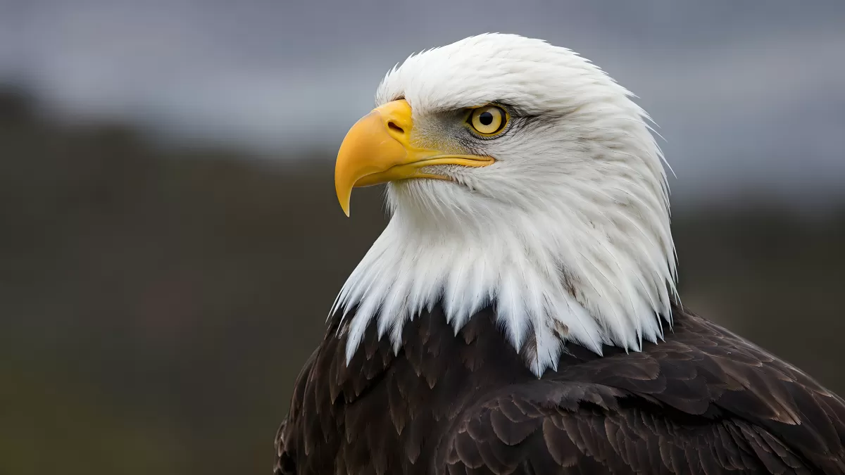 Weißkopfseeadler Nahaufnahme mit intensivem Blick