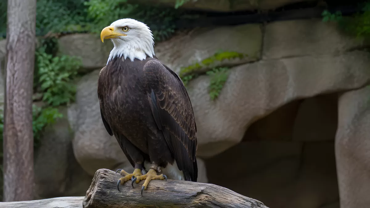 Weißkopfseeadler sitzt majestätisch auf einem Baumstamm