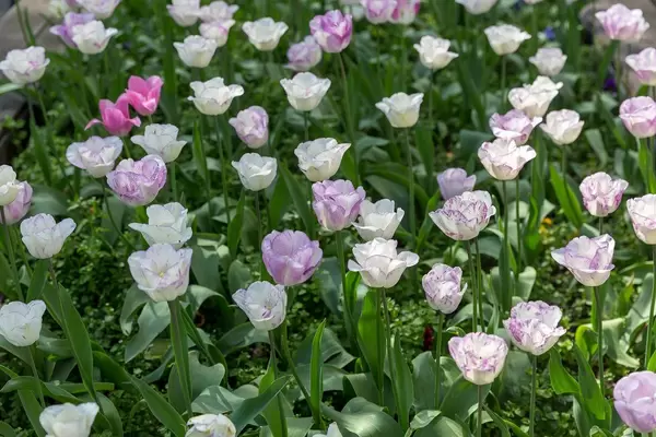 Weiß-lilafarbene Tulpen im Park