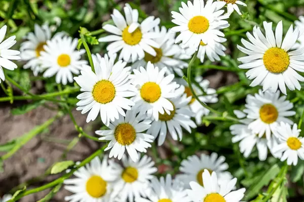 Weiße Kamilleblumen blühen im Garten unter natürlichem Sommerlicht
