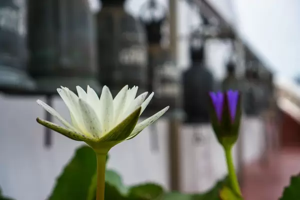 Weiße Lotusblüte vor Tempel in Bangkok