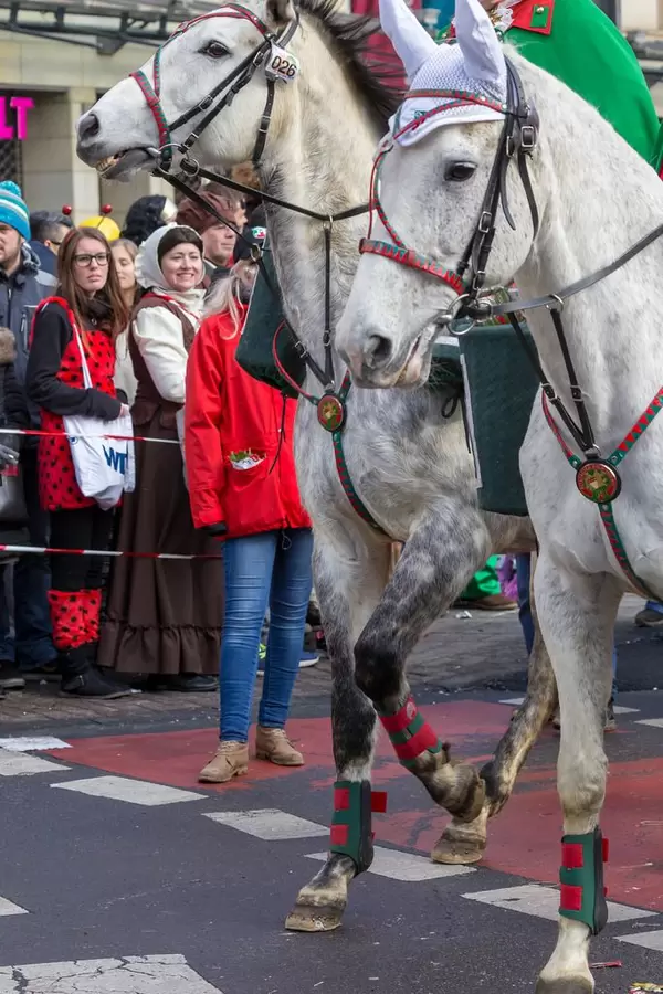Weiße Pferde beim Rosenmontagszug - Kölner Karneval 2018