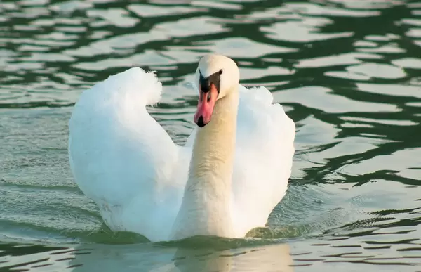 Weißer Schwan auf dem Wasser in der Nahaufnahme