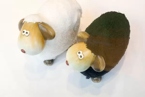 Weißes und schwarzes Schaf