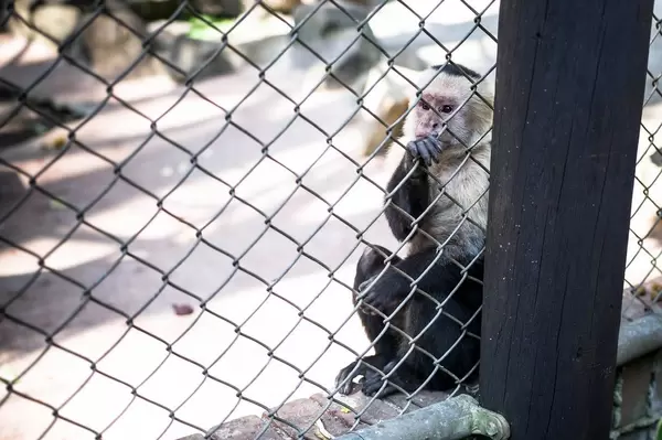 Weißschulterkapuziner (Cebus capucinus) im Zoo