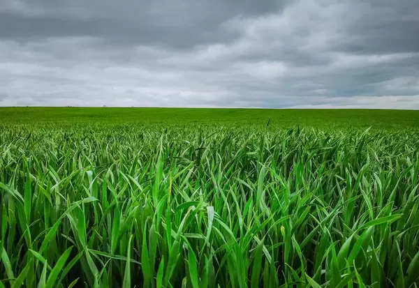 Weites Feld mit grünem Gras und bewölktem Himmel