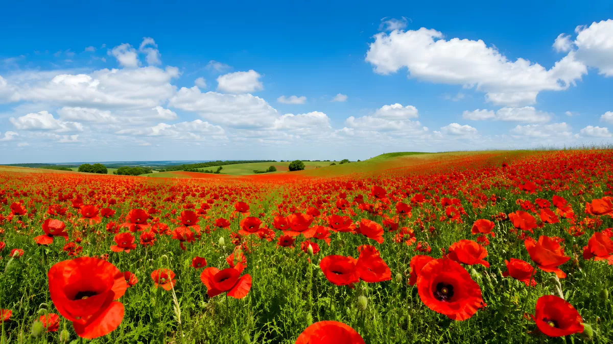 Weites Mohnblumenfeld unter blauem Sommerhimmel