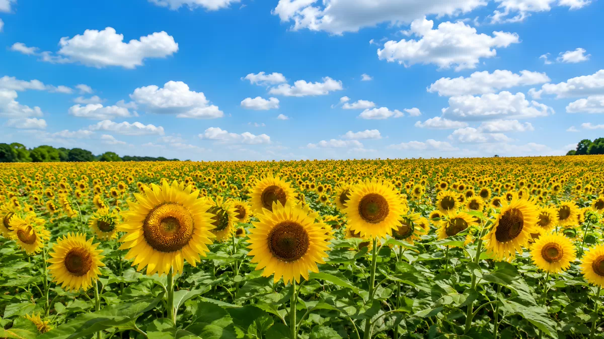 Weitläufiges Sonnenblumenfeld unter blauem Sommerhimmel